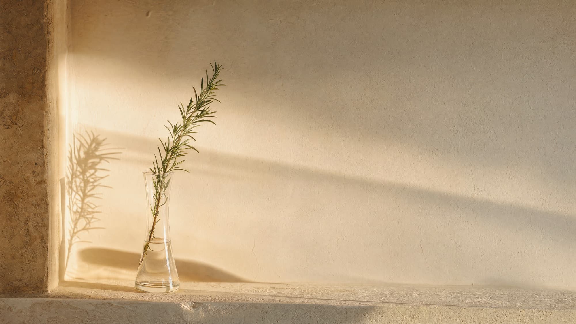 A sprig of rosemary in a glass vase, lit by the afternoon sun